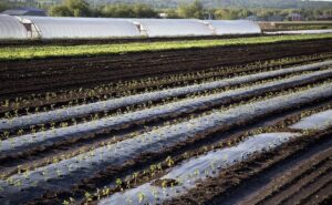 Jacron Patch Supplier in New Delhi China